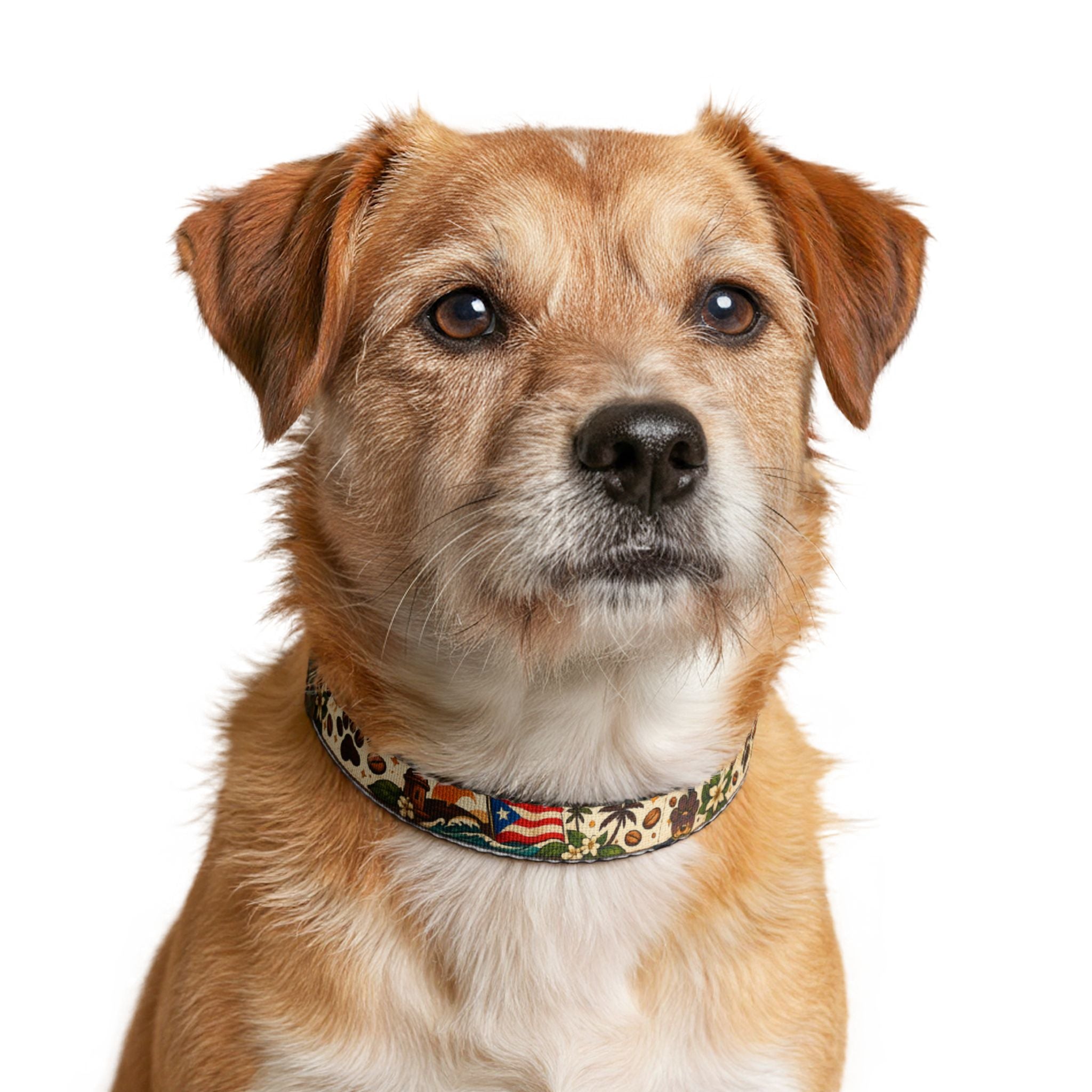 Collar Tropical Boricua Coffee Paw